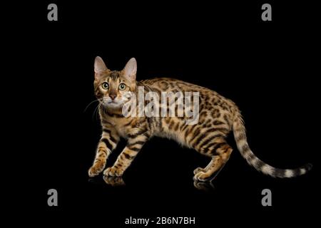 Giocoso gatto Bengala con pelliccia d'oro su sfondo nero Isolato Foto Stock