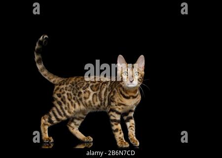 Giocoso gatto Bengala con pelliccia d'oro su sfondo nero Isolato Foto Stock