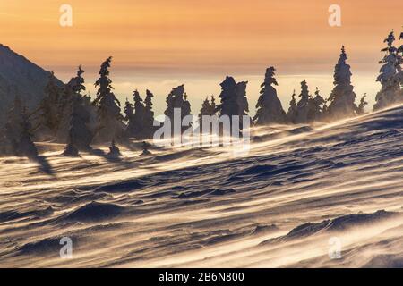 Magico albero innevato d'inverno al tramonto tempestoso Foto Stock