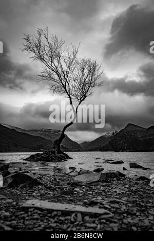 Lone Tree a Llyn Padarn, Llanberis, Snowdonia, Galles del Nord, Regno Unito. Foto Stock
