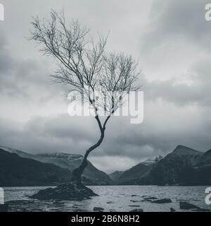 Lone Tree a Llyn Padarn, Llanberis, Snowdonia, Galles del Nord, Regno Unito. Foto Stock