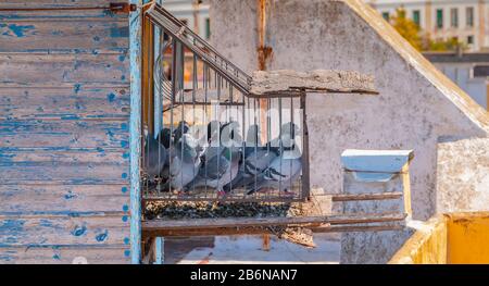 Tradizionale gabbia di piccioni sui tetti della città di Moncarapacho, Portogallo Foto Stock