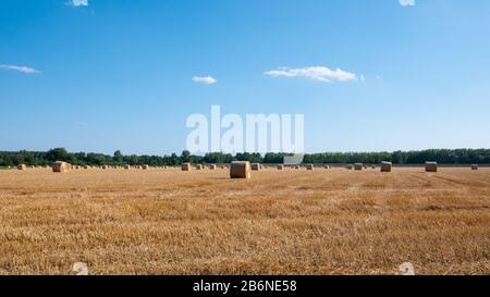 Pile di paglia - balle di fieno e laminati in pile a sinistra dopo la mietitura del grano orecchie, azienda agricola campo con colture raccolte rurale. Foto Stock