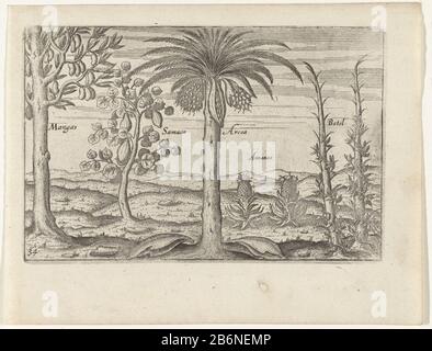 Fruitbomen en en Kruiden op Java, 1596 Alberi Da Frutto ed erbe su Java, 1596. Mango , palma da dattero, ananas e noce di betel. Stampa delle lastre ritrattate per le illustrazioni originali nel travelogue della Prima nave Vaert Cornelis de Houtman alle Indie Orientali nel 1595-1597. N. 34. Produttore : produttore di stampe: Anonymous location manufacturing: Northern Netherlands Data: 1597-1598 e / o 1646 caratteristiche Fisiche: Incisione ed engra materiale: Carta Tecnica: Incisione / engra (processo di stampa) Misure: Bordo della lastra: H 145 mm × W 220 mmToelichtingGebruikt come illustrazione prima in: William L. Foto Stock