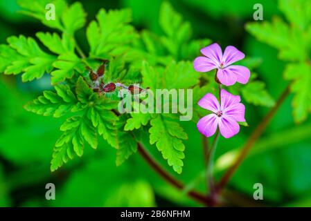 Herb robert (Geranium robertianum) Foto Stock