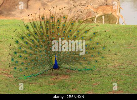 Un Peacock sta diffondendo la sua ala mentre un Cervo spottato guarda da dietro - fotografato nel Parco Nazionale di Ranthambhore (India) Foto Stock