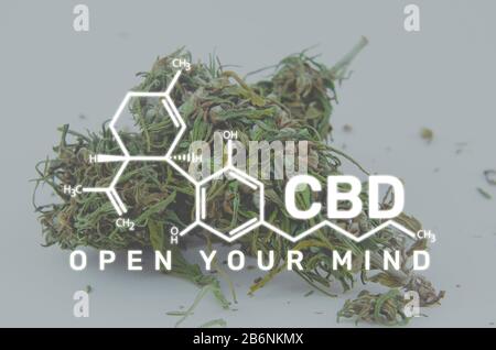 Foto macro di boccioli di fiori di marijuana. Concetto di cannabis medica. Formula CBD. Segno Apri La Tua Mente Foto Stock