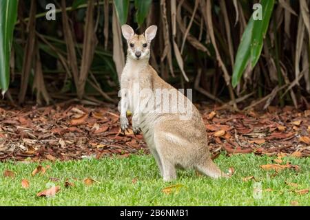 Agile wallaby, Macropus agilis, nutrimento su breve vegetazione, Townsville, Queensland, Australia Foto Stock