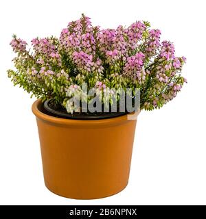 Pianta erica isolata in vaso a fioritura invernale (erica carnea) Foto Stock