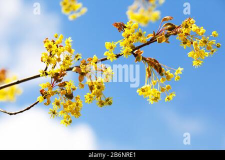 Fiore di Linden, ramo in fiore sotto cielo blu nuvoloso, foto da vicino con fuoco morbido selettivo Foto Stock