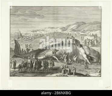 Gestrande walvis bij Berckhey, 1598 Whale (balena) incastrato il 2 febbraio 1598 sulla spiaggia di Berckhey tra Katwijk e Scheveningen. Con molti visitatori sulla spiaggia. In primo piano alcuni piloti, gli animali e le auto sulla spiaggia. Copia all'originale di Jacob Matham. Produttore : stampatore: Gilliam van der Gouwe per stampare da: Jacob Mathamnaar disegno di: Hendrick Goltzius Luogo fabbricazione: Paesi Bassi del Nord Data: 1679 - 1681 e / o 1730 caratteristiche Fisiche: Engra materiale: Carta Tecnica: Engra (processo di stampa) Misure : bordo della lastra: H 274 mm × W 340 mmToelich Foto Stock