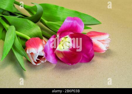 Tre tulipani di fiori rossi e rosa su sfondo grigio. Foto Stock