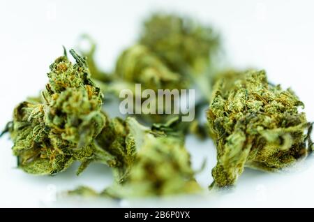 Macro di ricreazione medico CBD pianta marijuana fiore germoglio in una scatola medica bianca su uno sfondo bianco. Concetto di cannabis medica Foto Stock