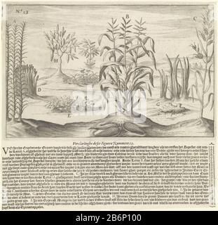 Gewassen uit Guinea Beschrijving van de gudkusten van Guinea (seriettel) Varie erbe e piante fruttiferi che crescono in Guinea. Ad esempio, canna da zucchero (A), mais (B), riso (C), zenzero (G) . Produttore : tipografo: Theodor Johann The Bryprentmaker: Johann Israel de Bry (possible) a design di: Stampante anonima: Cornelis Claesz.Plats fabbricante: Printmaker: Frankfurt am Main Post autore: Frankfurt am Main Editore: Amsterdam Data: 1602 caratteristiche Fisiche: Engra e materiale di stampa del testo: Paper Tecnica: Engra (processo di stampa) / formati di stampa: Foglio: H 218 mm × W 230 mm passera Foto Stock