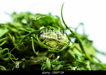 Foto macro di un grande mucchio di boccioli e foglie di marijuana Foto Stock