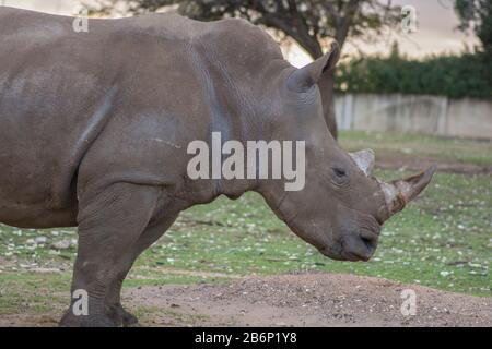 Ritratto di un rinoceronte bianco meridionale (Ceratotherium simum simum), in piedi da solo Foto Stock