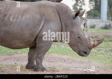 Ritratto di un rinoceronte bianco meridionale (Ceratotherium simum simum), in piedi da solo Foto Stock