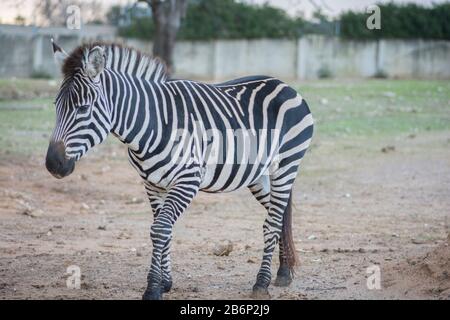 Ritratto di una Zebra di Grant (Equus quagga boehmi) al Parco Safari Ramat Gan, Israele Foto Stock