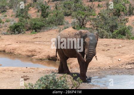 Elefante africano che spruzza acqua sul suo corpo per rinfrescarsi in un buco d'acqua nel Parco Nazionale degli Elefanti di Addo, Capo Orientale, Sud Africa Foto Stock