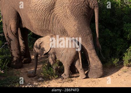 Elefante e vitello madre con il fango dopo aver visitato un buco d'acqua, camminando attraverso il Parco Nazionale degli Elefanti di Addo, Capo Orientale, Sud Africa Foto Stock