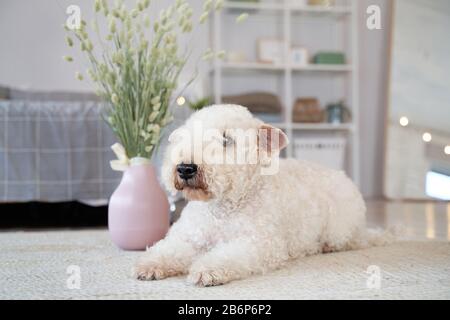 Cane ricciola situato nell'appartamento Foto Stock