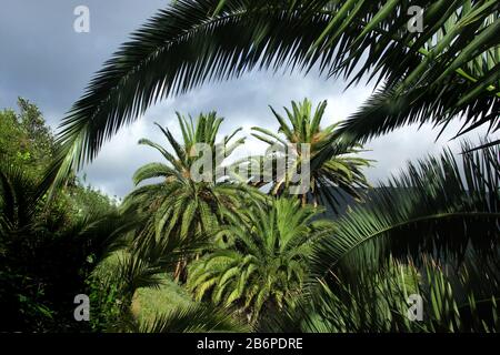Palms paesaggio vicino a Los Loros e Vallehermoso, Gomera, Isole Canarie / Spagna Foto Stock