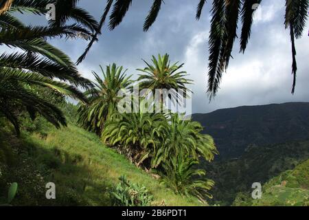 Palms paesaggio vicino a Los Loros e Vallehermoso, Gomera, Isole Canarie / Spagna Foto Stock
