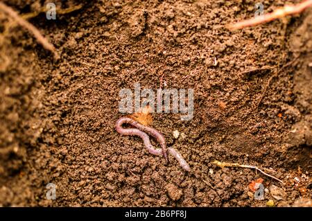 Un verme comincia a burrow nel terreno, un primo piano di un verme in condizioni naturali Foto Stock