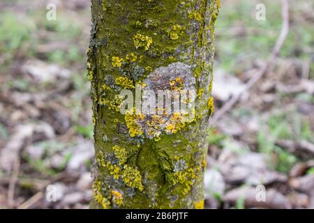 Spot lichen sul tronco di albero di mele con muschio verde, malattia dell'albero, ramo fungo di albero di mele. Potatura medicinale di alberi da frutta. Foto Stock