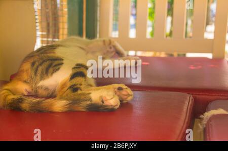 Un gatto di strada dorme su una sedia fuori di un ristorante sull'isola di Buyukada, una delle isole dei prezzi, anche conosciuto come Adalar, nel Mar di Marmara Foto Stock