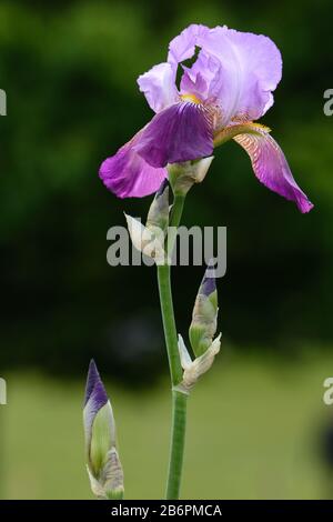 Singolo, incredibile viola Bearded Iris fiore in fiore con 3 gemme e un lungo stelo verde su uno sfondo verde sfocato. Foto Stock