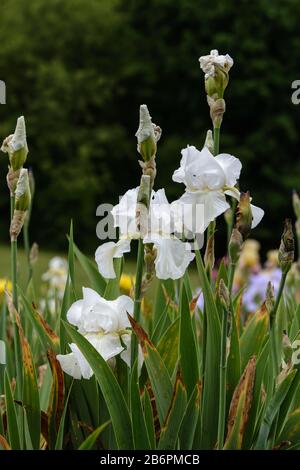 Bellissimo e delicato gruppo di fiori White Bearded Iris con alcuni in fiore e alcune gemme. Foto Stock