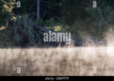 Mattina si torce sulla superficie dello stagno di Pohorsky conosciuto come riserva di Jiricka vicino a Pohorska Ves, Novohradske Mountains, Cesky Krumlov District, cechi Foto Stock