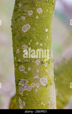 Macchie bianche sul tronco di alberi di mele con muschio verde, malattia dell'albero, ramo fungo dell'albero di mele. Potatura medicinale di alberi da frutta. Foto Stock