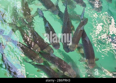 Molte carpe grandi nuotano in acque turchesi chiare. Foto Stock