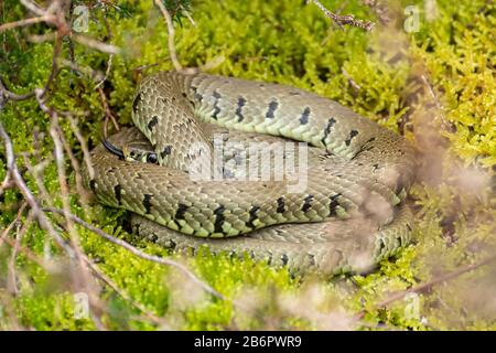 Barred erba serpente (Natrix helvetica) crogiolarsi sul muschio in habitat heathland, Hampshire, Regno Unito, durante marzo Foto Stock