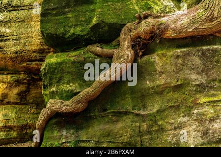 Radici di albero che crescono intorno ai massi in Cuyahoga Valley National Park, Ohio Foto Stock