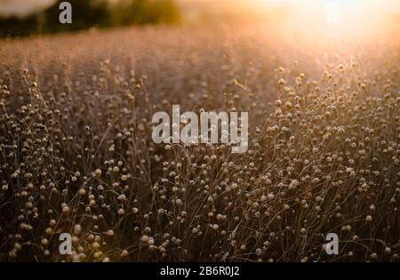 Un campo di lino maturo retroilluminato dal sole che tramonta creando un bokeh, formato paesaggio con copyspace Foto Stock