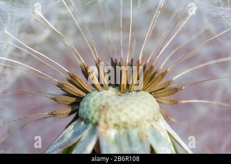 Dandelion in fiore. Primo piano di lanugine bianche. Foto Stock