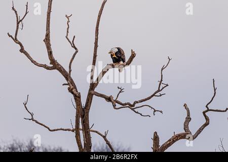 Un gruppo di Eagles composto da Adulti e Juvenile pesca lungo le acque dell'Oklahoma Foto Stock