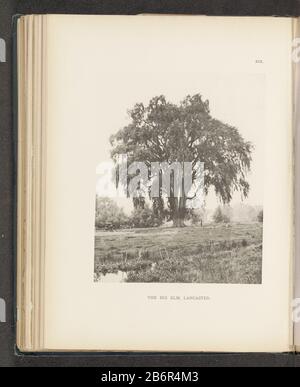 Gezicht op een iep in een weiland te Lancaster The Big Elm, Lancaster (titel op Object) Vista di un albero di elm in un prato LancasterThe Big Elm, Lancaster (title Object) Tipo Di Proprietà: Fotomeccanica stampa pagina numero articolo: RP-F 2001-7-1063-19 Iscrizioni / marchi: Number, recto printed 'XIX' Produttore : fotografo: Henry Brooksclicichémaker: Anonymous place manufacture: Photographer: Lancasterclichémaker: USA Date: About 1880 - or for 1890 Material: Paper Technique: Light pressure measurements: Imprinted: H 222 mm × W 177 mmToelichtingFoto after page 42. Oggetto: Alberi: A quattro ruote, an Foto Stock