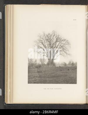 Gezicht op een iep in een weiland te Lancaster The big elm, Lancaster (titel op Object) Vista di un albero di elm in un prato LancasterThe big elm, Lancaster (title Object) Tipo Di Proprietà: Fotomeccanica stampa pagina numero articolo: RP-F 2001-7-1063-18 Iscrizioni / marchi: Number, recto printed 'XVIII.' Produttore : fotografo: Henry Brooksclicichémaker: Anonymous place manufacture: Photographer: Lancasterclichémaker: USA Date: About 1880 - or for 1890 Material: Paper Technique: Light pressure measurements: Imprinted: H 222 mm × W 177 mmToelichtingFoto after page 42. Oggetto: Alberi a quattro ruote, Foto Stock