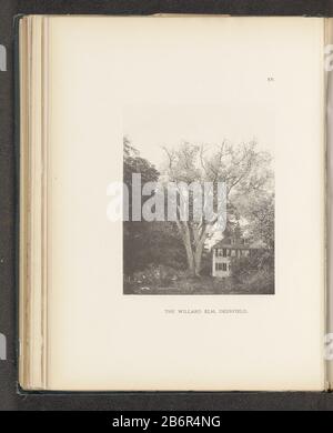 Gezicht op een iep naast een huis te Deerfield The Willard elm, Deerfield (titel op object) Vista di un albero di elm accanto a una casa DeerfieldIl Willard elm, Deerfield (title object) Tipo Di Proprietà: Fotomeccanica stampa pagina numero articolo: RP-F 2001-7-1063-15 Iscrizioni / marchi: Numero, stampato 'XV': Produttore: Henry Brooksclicichémaker: Anonymous place manufacture: Photographer: Deerfieldclichémaker: USA Date: About 1880 - or for 1890 Material: Paper Technique: Light pressure Measurements: Imprinted: H 179 mm × W 144 mmToelichtingFoto for page 41. Oggetto: Alberi: elmfaçade ( Foto Stock