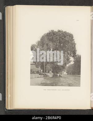 Gezicht op een iep langs Arlington Avenue te Arlington The Whittemore Elm, Arlington (titel op Object) Vista di un albero lungo Arlington Avenue a Elm ArlingtonThe Whittemore, Arlington (title Object) Tipo Di Proprietà: Fotomeccanica stampa numero articolo: RP-F 2001-7-1063-21 Iscrizioni / marchi: Numero, recto stampato 'XXI' Produttore: Fotografo: Henry Brooksclicichémaker: Anonymous place manufacture: Photographer: Arlingtonclichémaker: USA Date: About 1880 - or for 1890 Material: Paper Technique: Light pressure Measurements: Imprinted: H 210 mm × W 172 mmToelichtingFoto per pagina 45. S Foto Stock