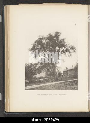 Gezicht op een iep naast een boerderij te North Andover The Hubbard elm, North Andover (titel op Object) Vista di un albero di elm accanto ad una fattoria nel Nord AndoverIl Hubbard elm, North Andover (title Object) Tipo Di Proprietà: Fotomeccanica stampa pagina numero articolo: RP-F 2001-7-1063-10 Iscrizioni / marchi: Numero, recto, stampato: 'X.' Produttore : fotografo: Henry Brooksclichémaker: Anonimo luogo fabbricazione: Fotografo: North Andoverclichémaker: USA Data: 1880 - o per 1890 Materiale: Carta Tecnica: Misure di pressione leggera: Impresso: H 215 mm × W 174 mmToelichtingFoto dopo pagina Foto Stock