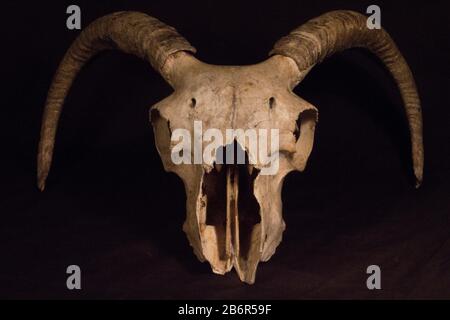 Primo piano di un cranio di montoni su sfondo scuro per un effetto molto sinistro. Foto Stock