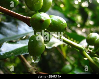 Sicches, Perù. I chicchi di caffè verde con gocce d'acqua sul fusto nei campi della cooperativa di caffè commercio equo e solidale nella foresta nube peruviana settentrionale. Febbraio 2010 Foto Stock