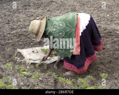 Vicos, Perù. Donna peruviana che indossa abbigliamento tradizionale lavorando sulla terra. Febbraio 2012 Foto Stock