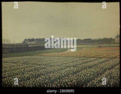 Gezicht op een veld met hyacinthen aan de Ramplaan te Overveen Vista di un campo di giacinti nel Ramplaan Overveen, un paese a destra il achtergrond. Produttore : fotografo: Adolphe Burdet (nelle vicinanze) fotografo: Anonimo (attribuzione rifiutata) Luogo di produzione: Paesi Bassi Data: 1907 - 1930 caratteristiche Fisiche: Car cromo materiale: Vetro Tecnica: Car cromo / diapassitief dimensioni: H 88 mm × W 119 mmOnderwerp Foto Stock