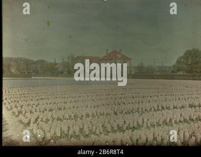 Gezicht op een veld met hyacinthen, met op de achtergrond huizen aan de Ramplaan te Overveen Vista di un campo con giacinti, con uno sfondo di case sulla Proprietà di Rampalan Overveen tipo: Foto lanterna colore slide numero articolo: RP-F 2000-21-51 Produttore : fotografo Adolphe Burdet (vicino) fotografo: Anonimo (attribuzione rifiutata) Luogo di produzione: Paesi Bassi Data: CA. 1907 - ca. 1914 caratteristiche Fisiche: Car cromo materiale: Vetro Tecnica: Car cromo / diapassitief dimensioni: H 88 mm × W 119 mmOnderwerp Foto Stock